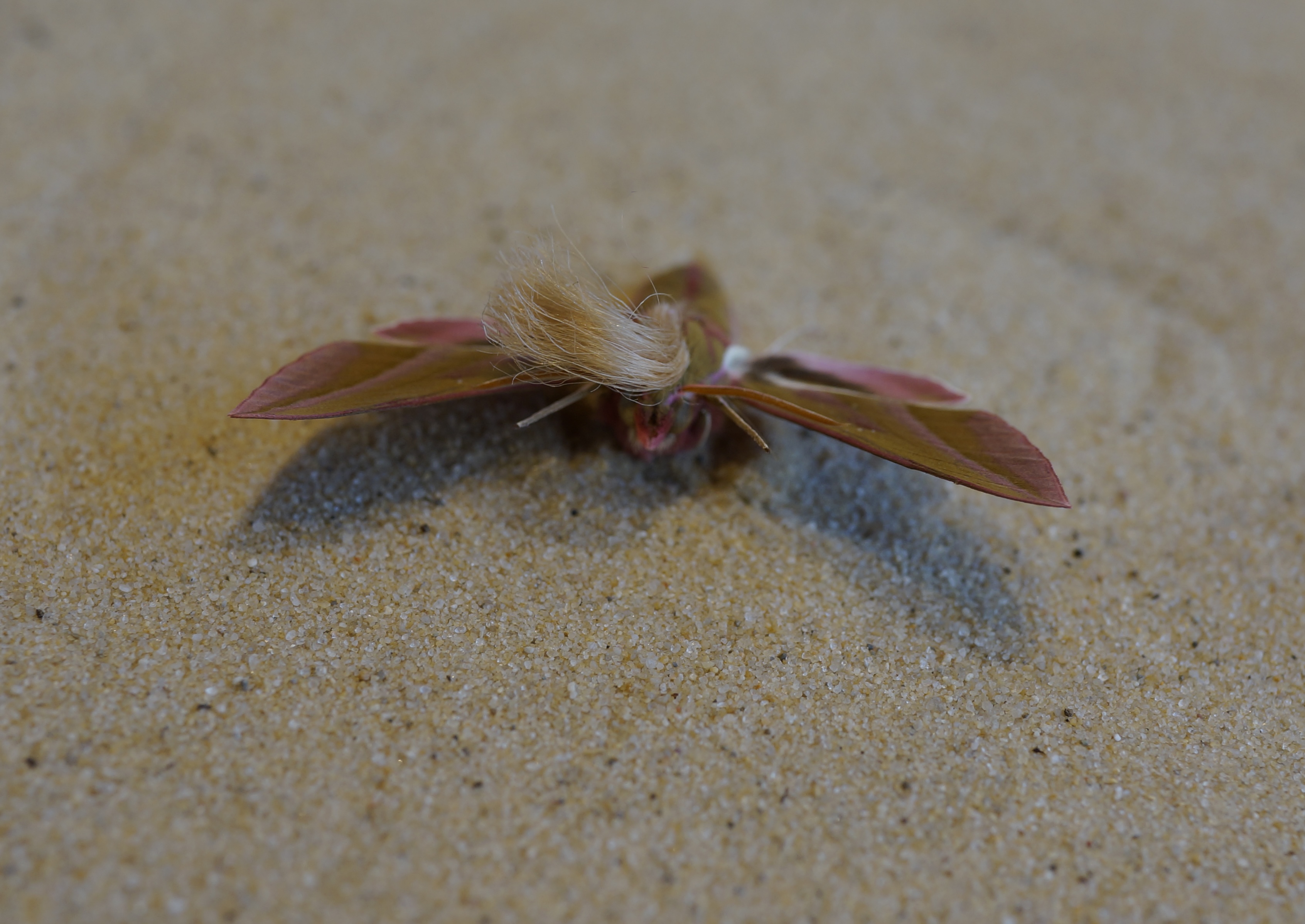 Neopalpa donaldtrumpi image 1